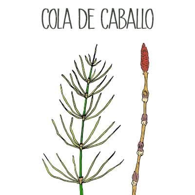 SHAMPOO DE COLA DE CABALLO SIN SAL NI PARABENOS 500ML JUNIO COSMETICS